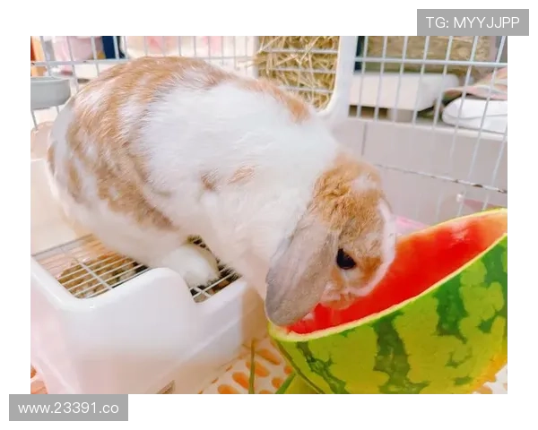 2024年最新热点：91吃瓜网今日吃瓜精彩内容全揭秘